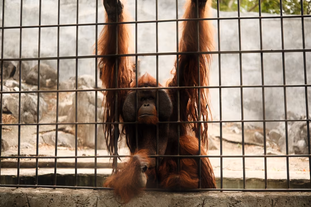 Orangutan with both arms raised gripping a wire fence, seen against a grey rock wall