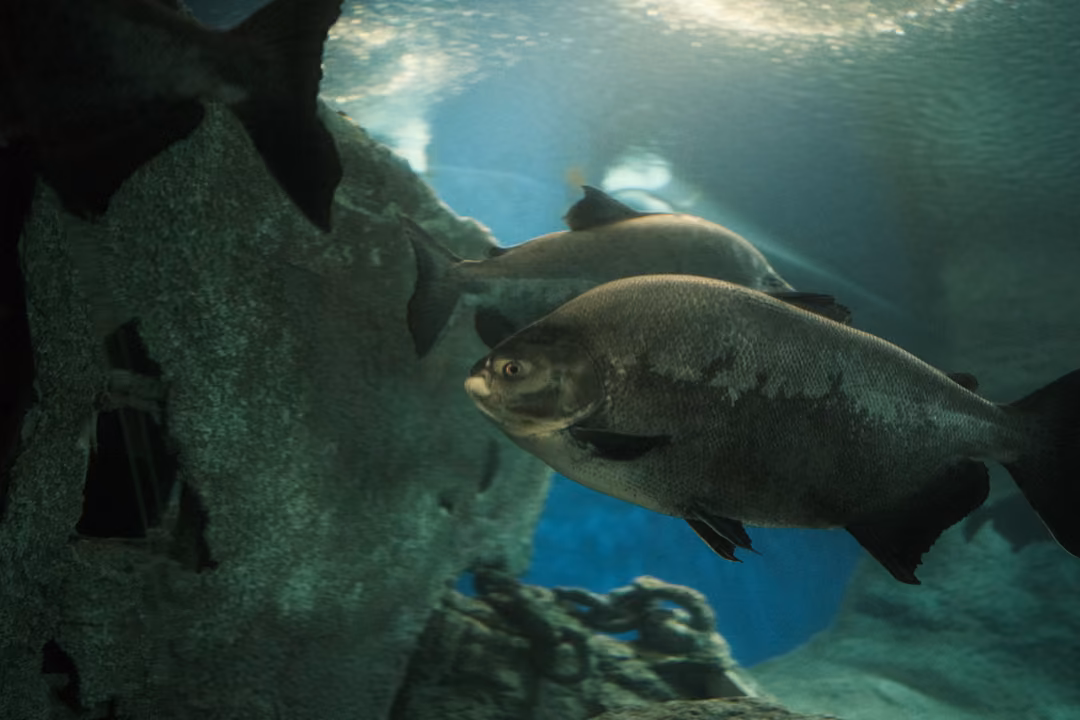 Two dark, deep-bodied fish swimming past a rough rock wall in green aquarium water