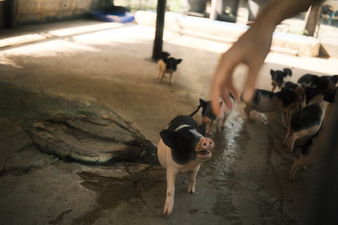 Black-and-white piglets running across a wet concrete floor toward a hand reaching down into the pen