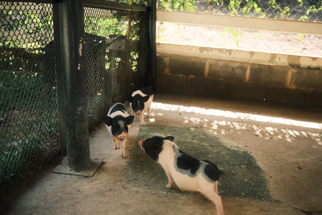 Three black-and-white piglets near a mesh fence and post on a sunlit concrete floor