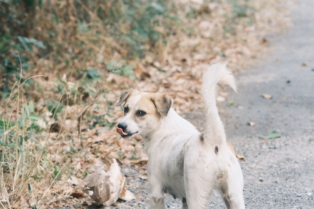 Cream and tan dog with a curled tail looking back over its shoulder beside a leaf-strewn lane