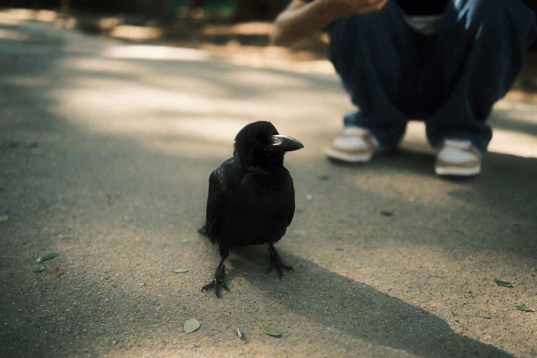 Crow standing on a shaded path facing the viewer, a crouching person's jeans and sneakers behind