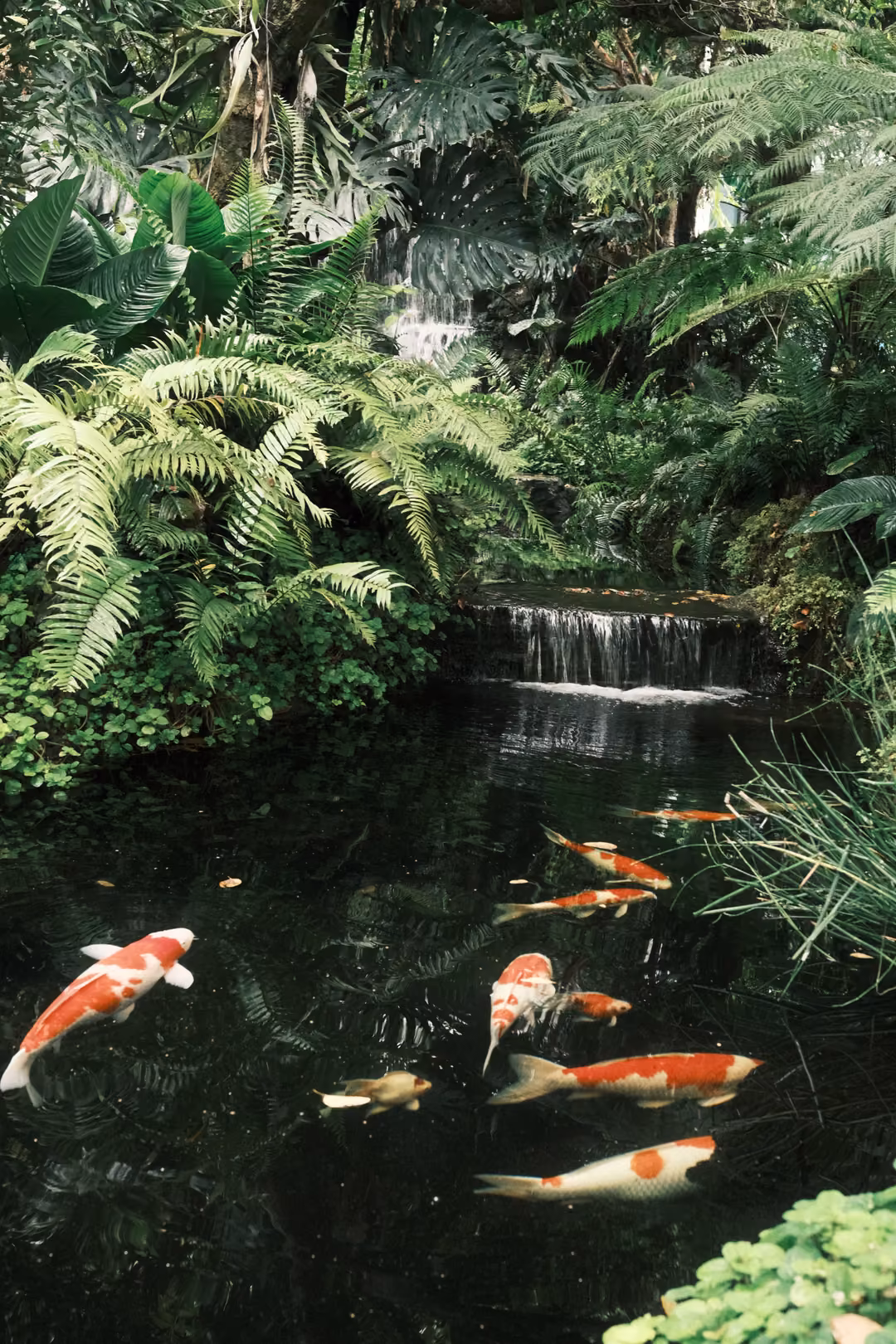 Upright view of a koi pond fed by a small cascade, ferns overhead, several koi near the surface.