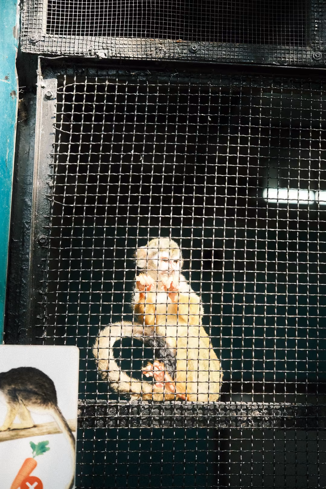 Small golden monkey sitting behind wire mesh, tail curled around, a picture card at lower left