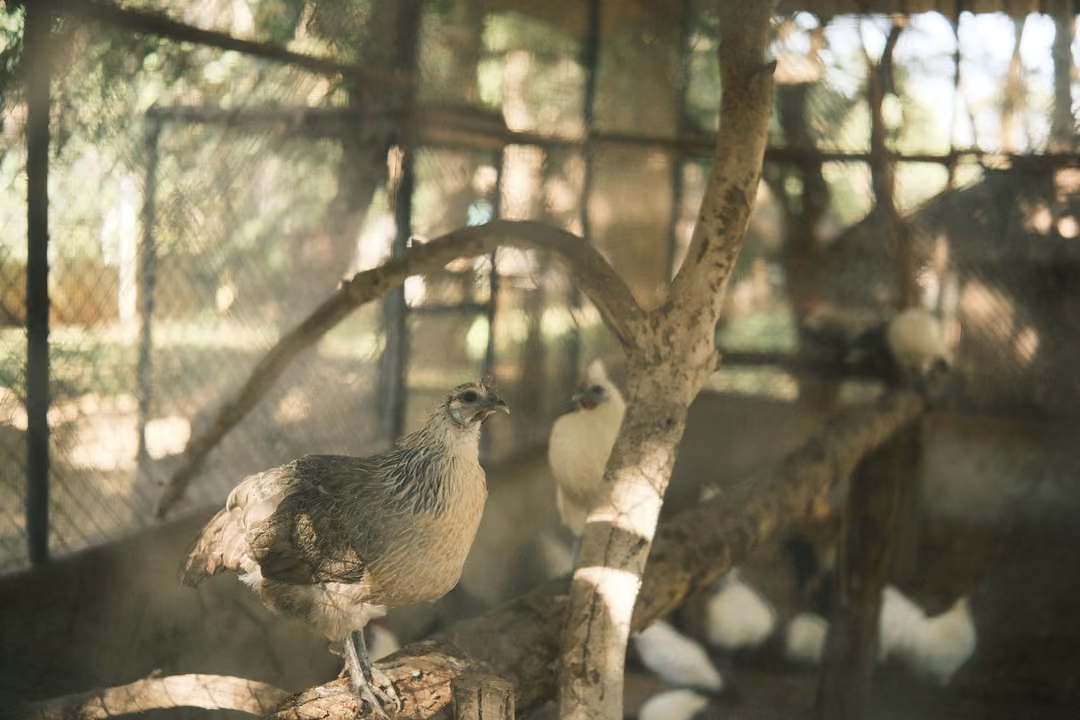 Brown speckled bird perched on a log, white birds and branches blurred behind in an aviary