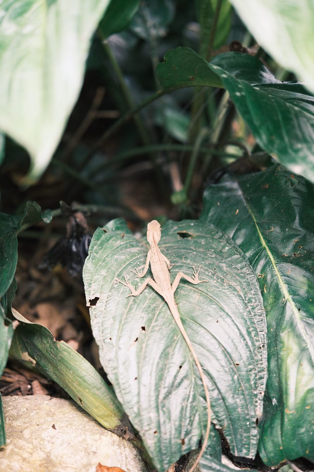 A small brown lizard lying head-down on a broad green leaf among dense foliage