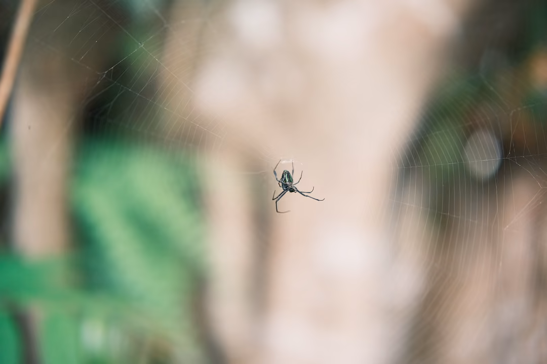 A dark spider in the centre of its web, blurred tree trunk and leaves behind it
