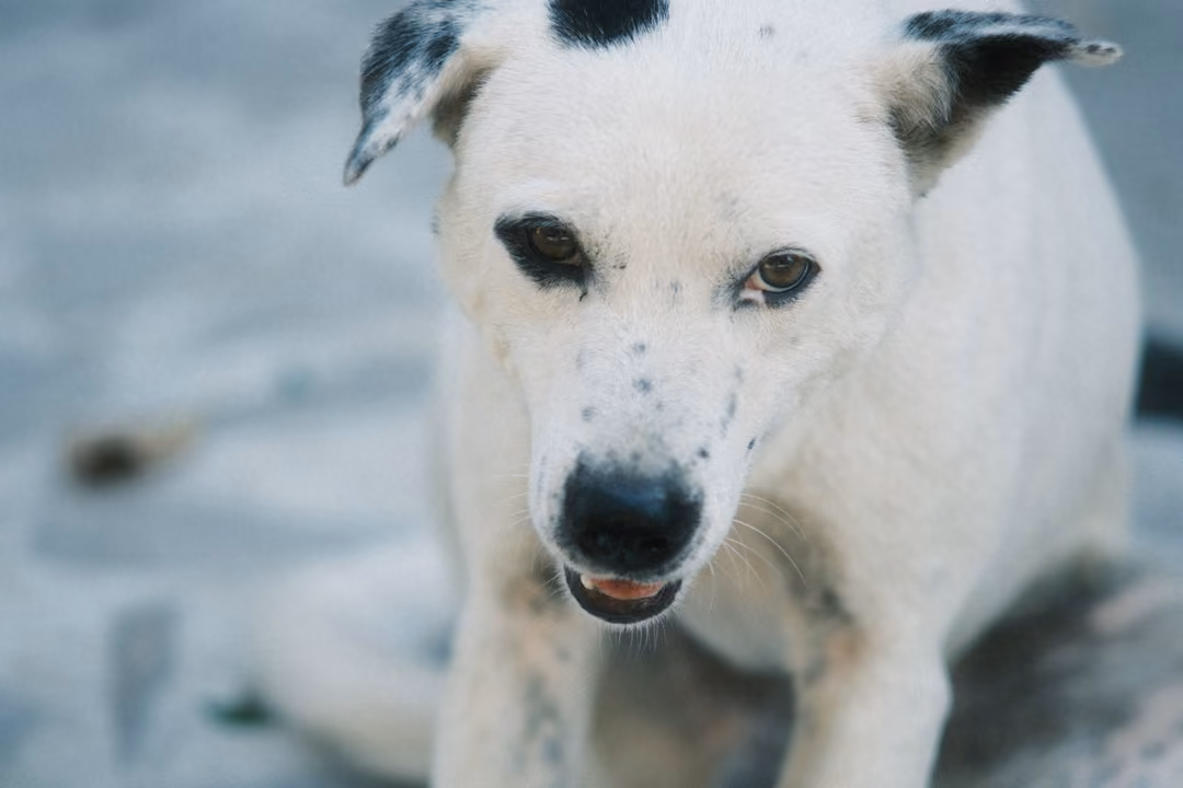 Close-up of a white dog with black-spotted ears, mouth slightly open, looking forward