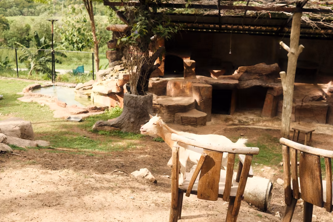 White goat standing between rustic wooden chairs near a rocky shelter and a small pool