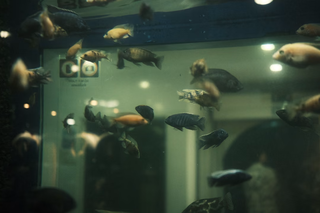 A crowded freshwater tank with many fish in orange, grey and black against a pale lit doorway