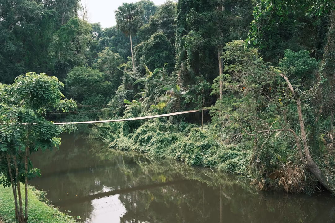 A still brown stream through thick forest, a thin rope bridge crossing above it
