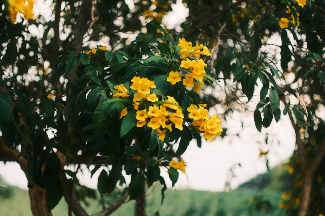 Branch with clusters of yellow trumpet-shaped flowers and green leaves, blurred field behind