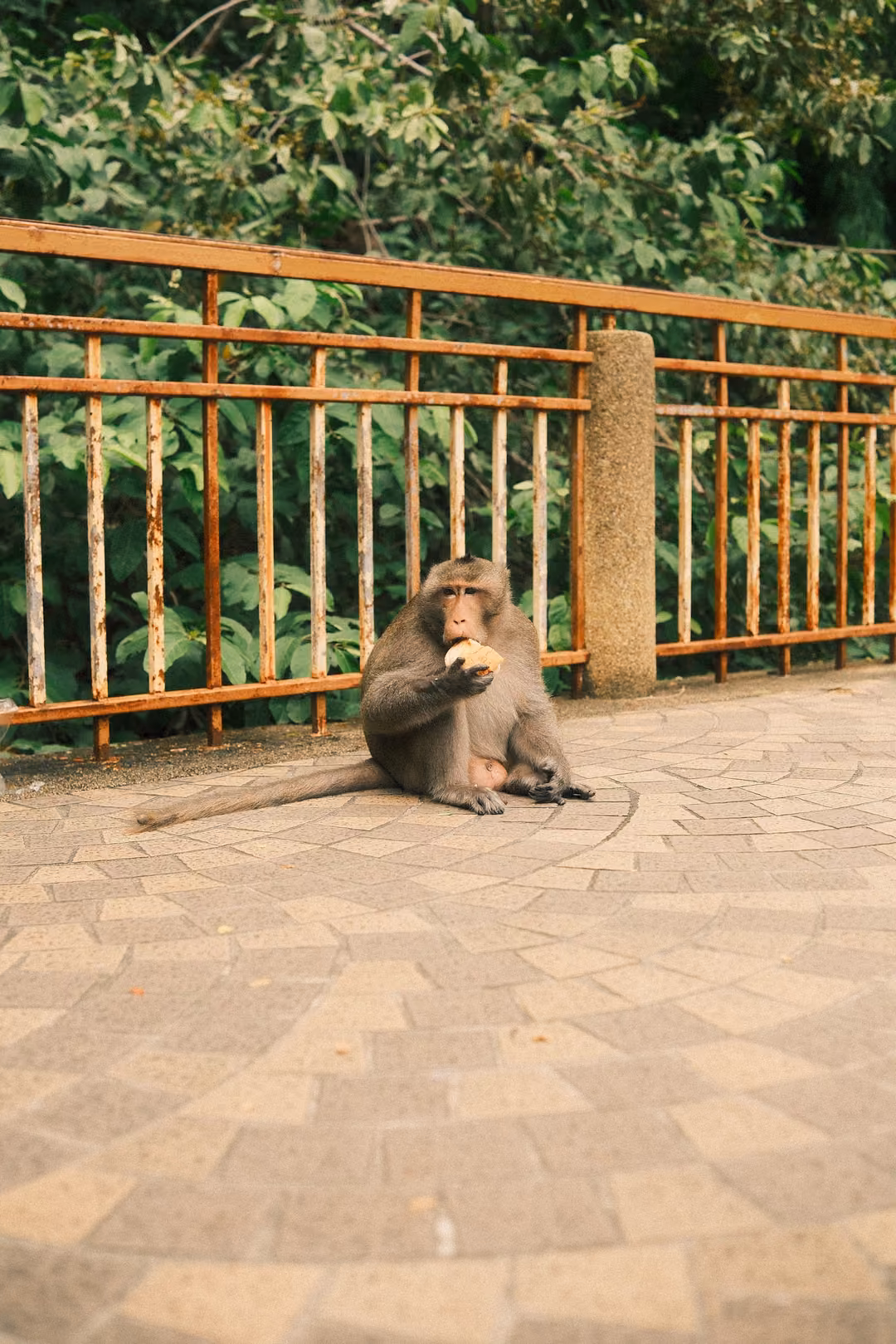 Monkey seated on circular brick paving facing forward, chewing, metal railing and dense leaves behind