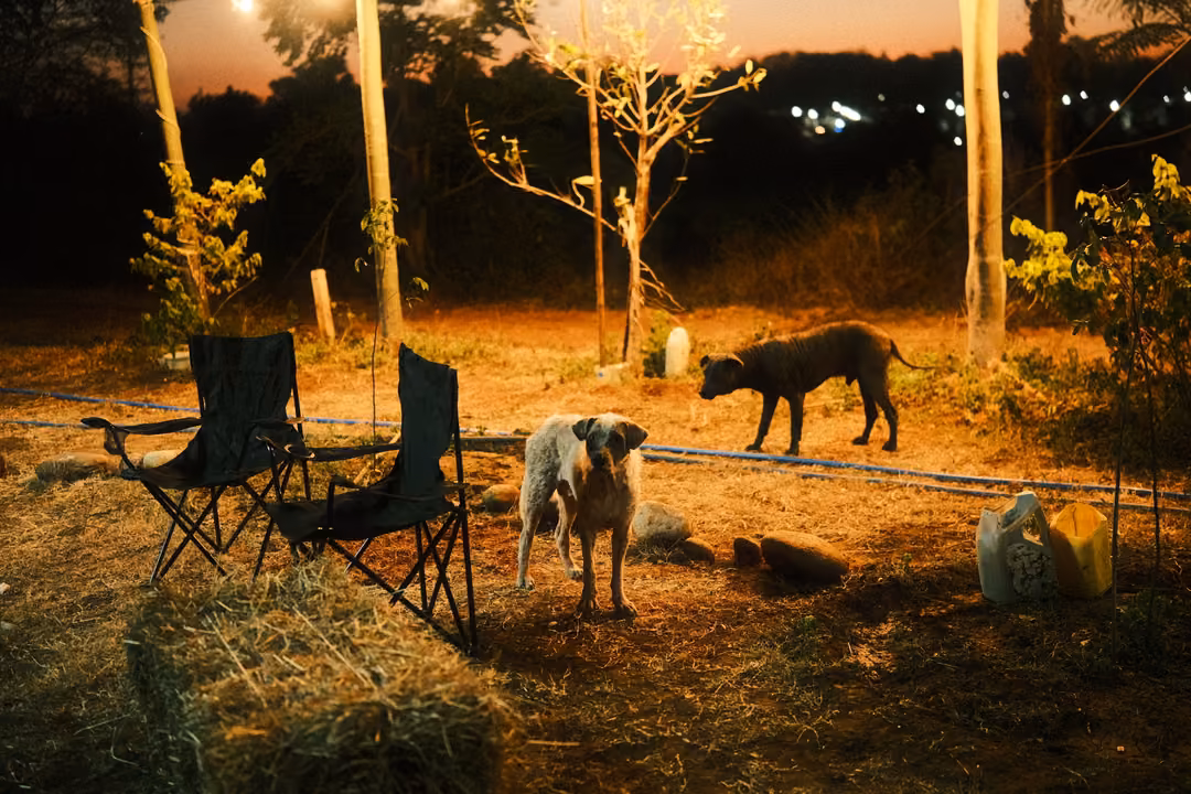 Two dogs wandering on dry grass between empty camping chairs, warm lamplight and trees at dusk