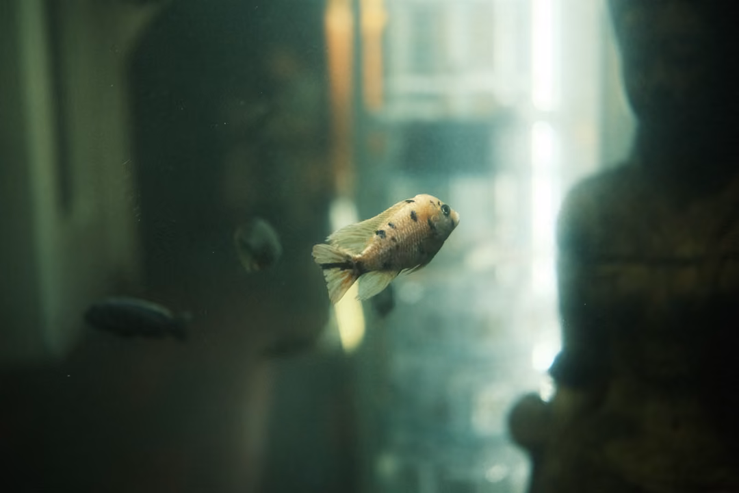 A small spotted fish in a hazy green tank beside a dark rock shape and a bright vertical strip of light