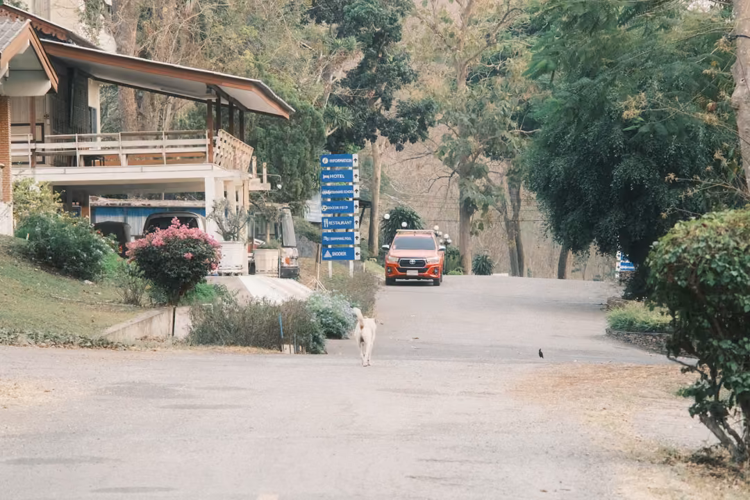Quiet road with a white dog, an orange pickup, blue direction signs, pink flowering shrubs and a house