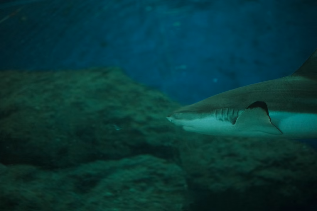 A shark's head and pectoral fin emerging from behind a rock ledge in dim green water