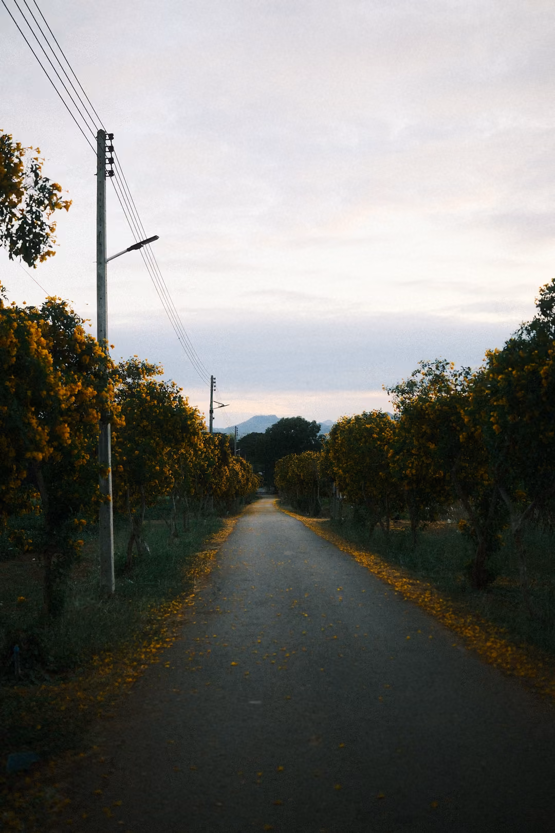 Vertical view of a narrow road between blossom trees and a power pole under a pale evening sky