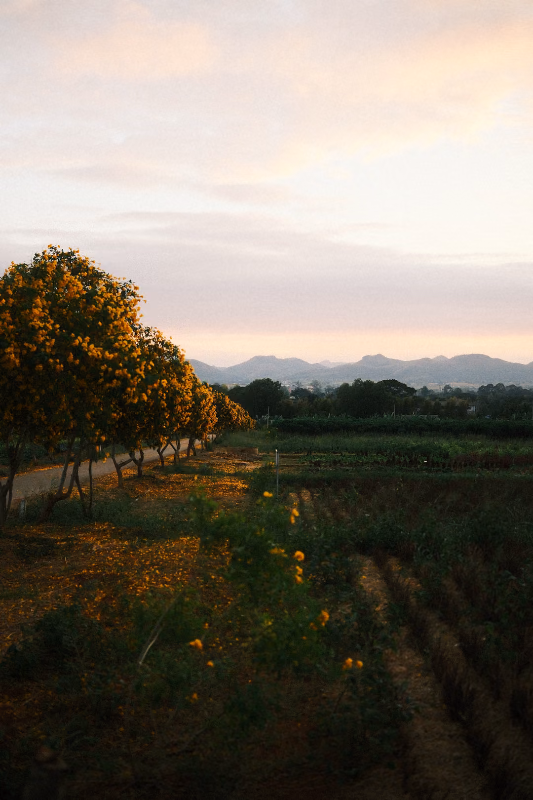 Vertical frame of orange-blossomed trees along a path beside furrowed fields, pink sky and mountains beyond