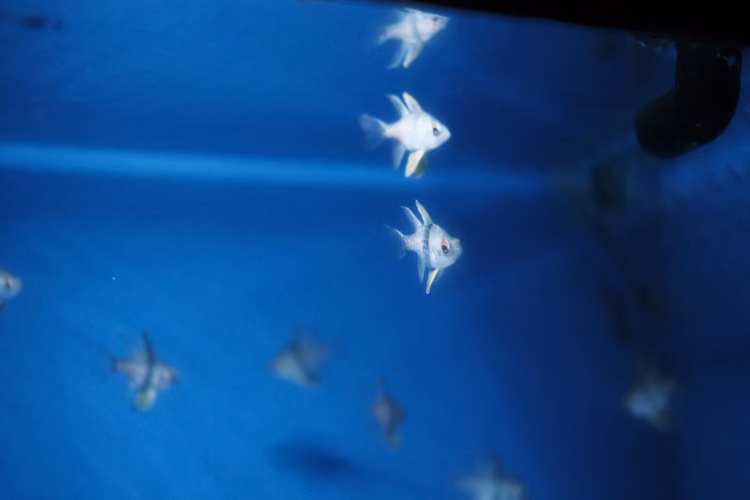 Small white fish with long fins swimming in a vivid blue tank, a dark pipe in the top corner