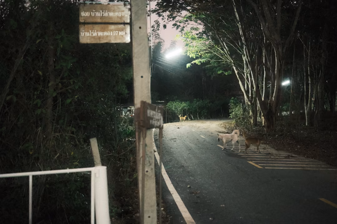Night road curving under streetlights with dogs on a crossing, white railing and signs on a pole