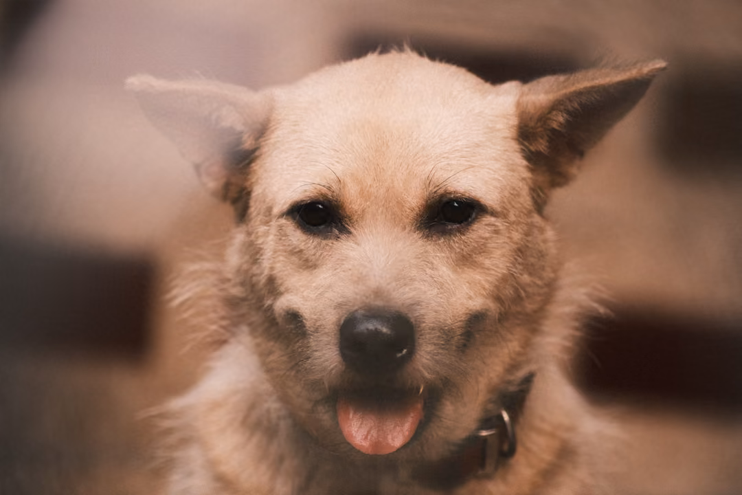 A tan dog with large pointed ears looks forward, tongue showing, a collar around its neck.