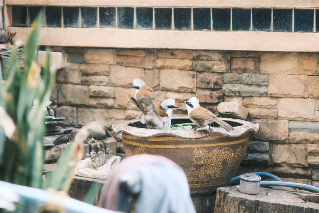 Three small birds on the rim of a large ornate water pot beside a stone wall, leaves in foreground