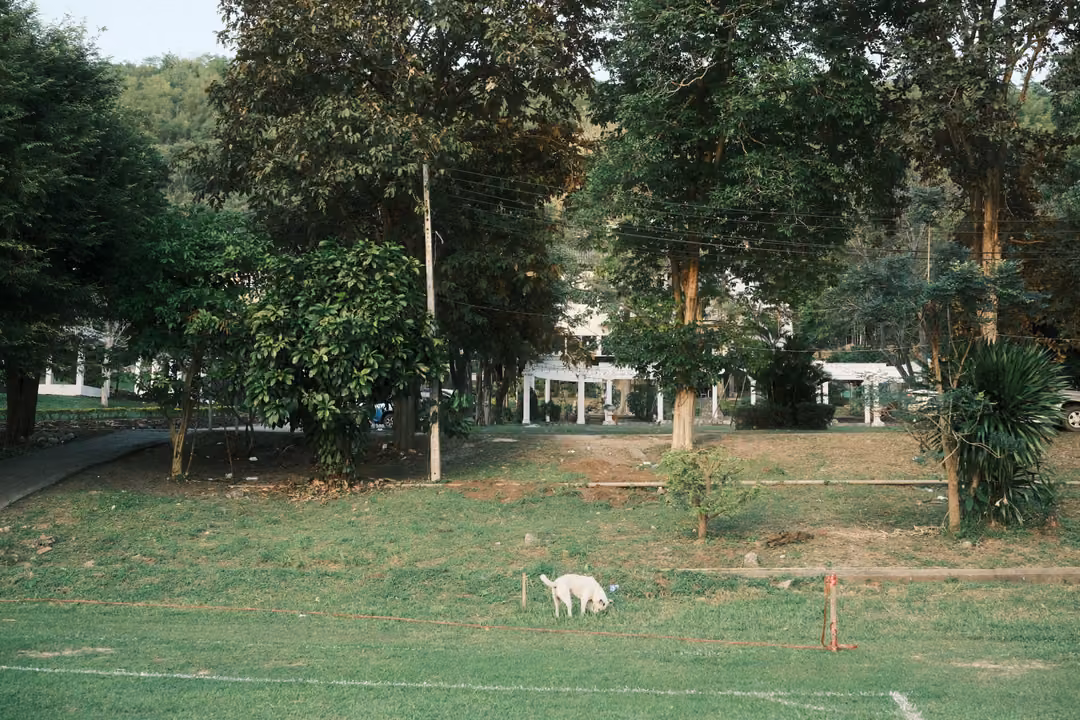 Small white dog sniffing the grass in a park with tall trees and white pergolas behind