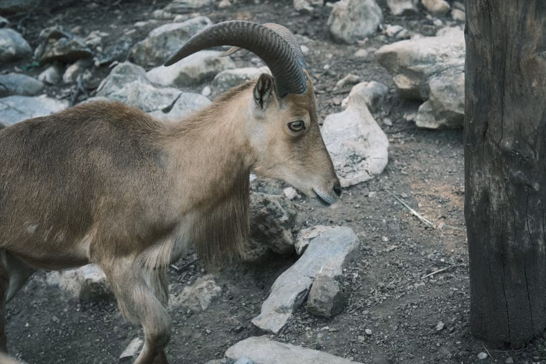 Horned goat standing on rocky ground beside a wooden post, head lowered, seen without fence