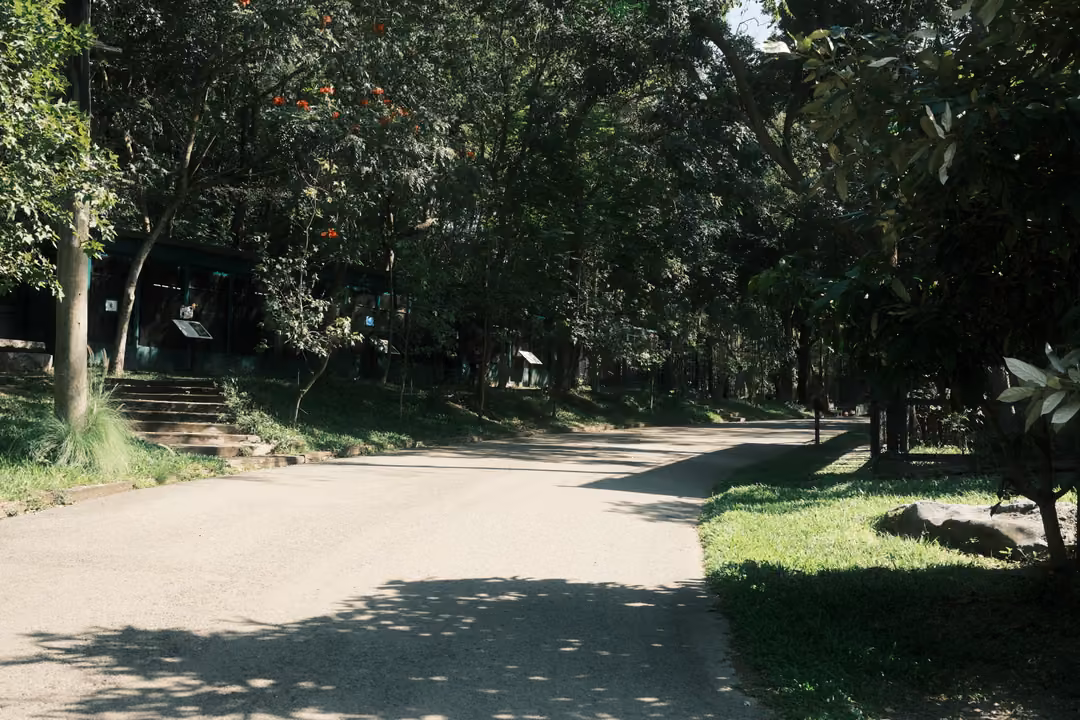 Empty paved road curving through a tree-shaded park with grassy verges and red blossoms above