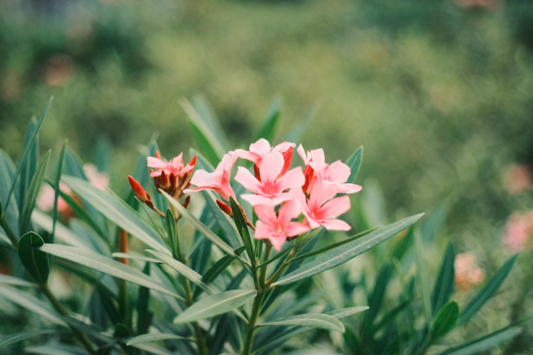 A cluster of pink oleander flowers with narrow green leaves, background softly blurred.