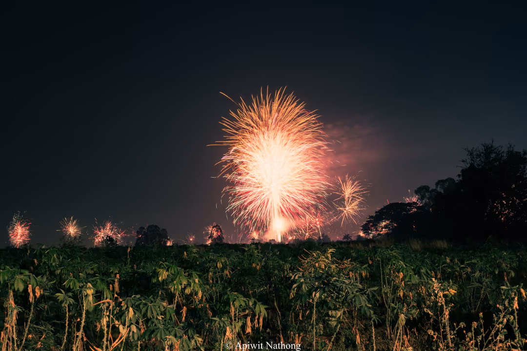 Large firework bursting over a dark field of leafy plants, smaller fireworks along the horizon