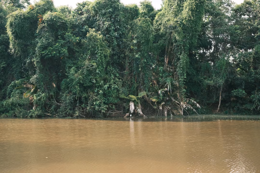 A wall of vine-covered trees rises over a muddy river, with a pale shape near the waterline.