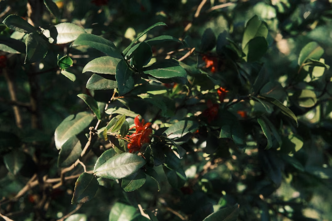 Shaded shrub with glossy green leaves and small bright red flower clusters, dark background