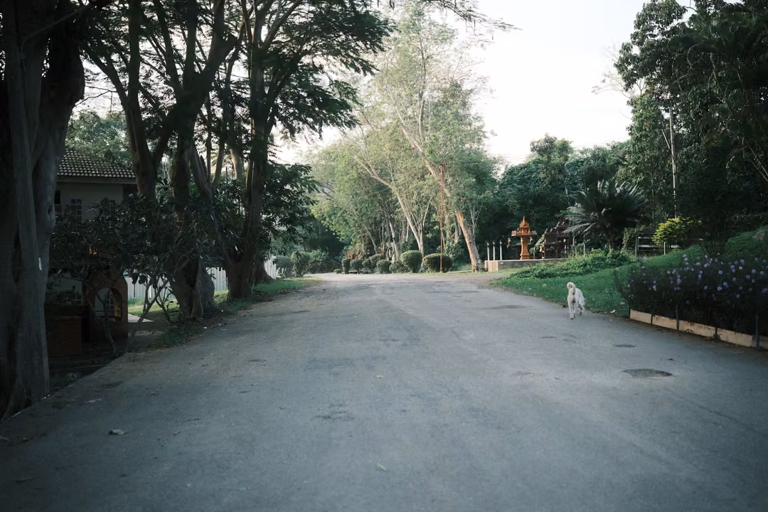 Wide paved road under tall trees with a white dog at the side and a spirit house in the distance