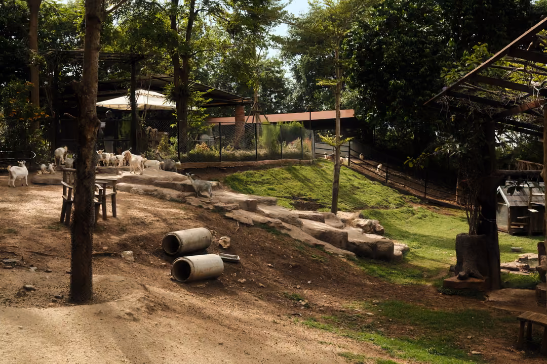 Sloped dirt enclosure with concrete pipes, wooden tables, trees and a group of white goats in the distance
