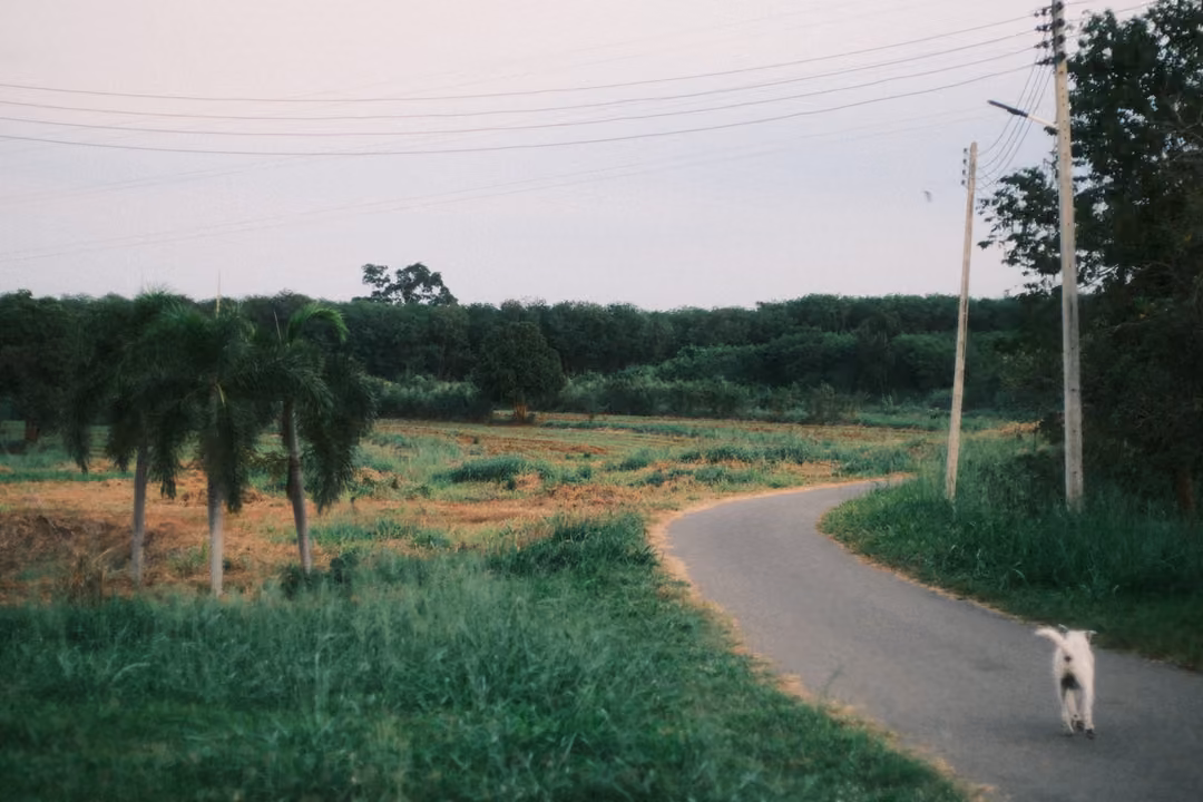 Narrow lane curving past palms and fields with a white dog walking, power poles along the edge