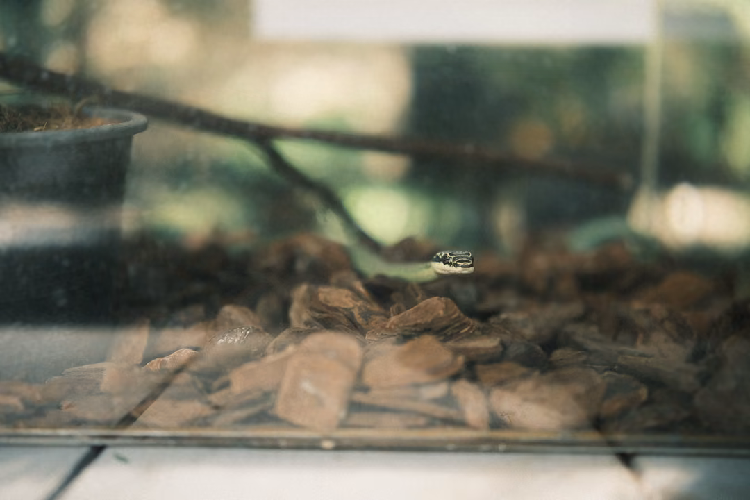 Same terrarium through glass, the small snake's head at right among bark chips under a branch