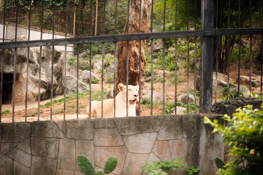 Pale lion sitting in a rocky enclosure behind a tall metal fence above a stone retaining wall