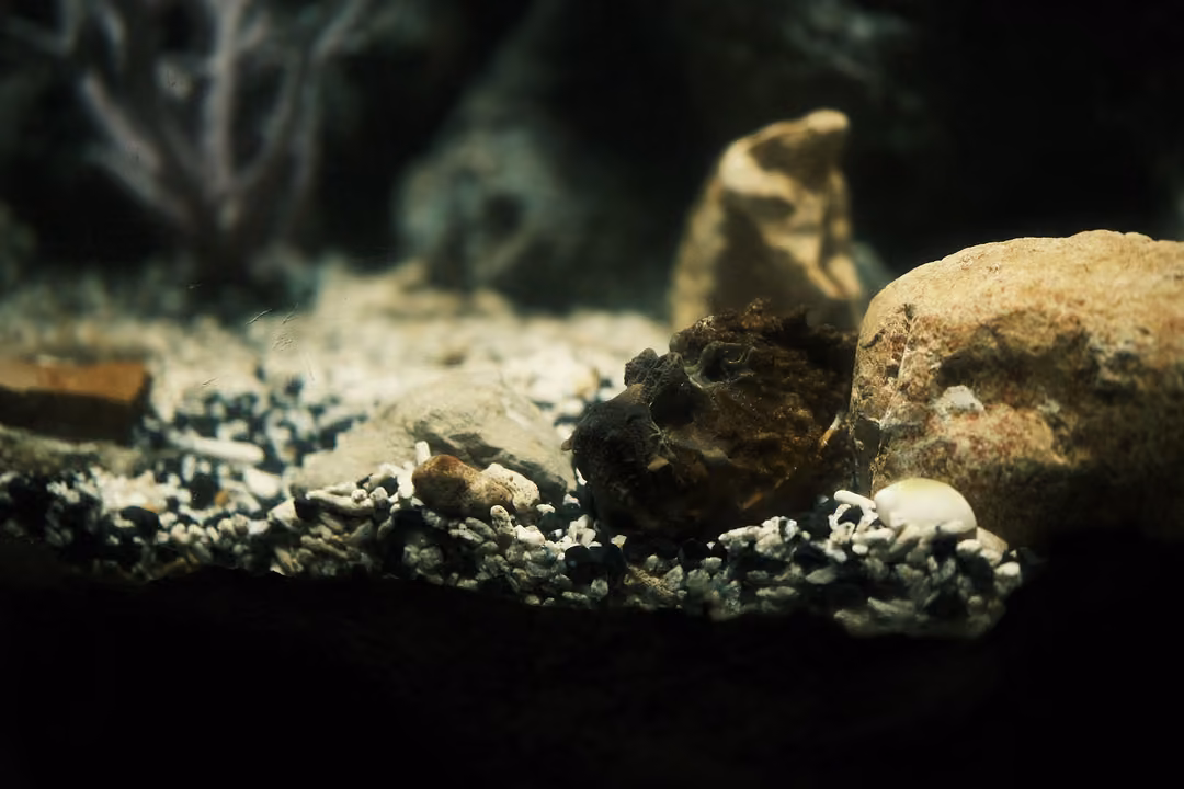 Dimly lit tank with rocks, gravel and a lumpy dark shape that could be a camouflaged fish