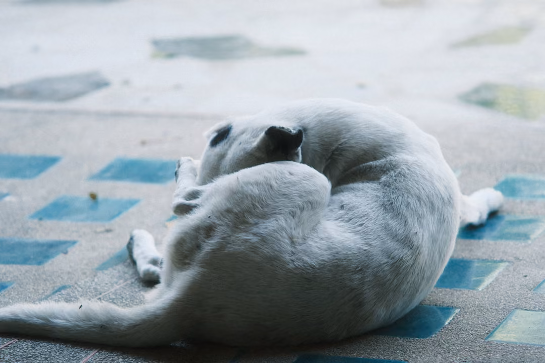White dog curled up grooming itself on a tiled floor with blue squares