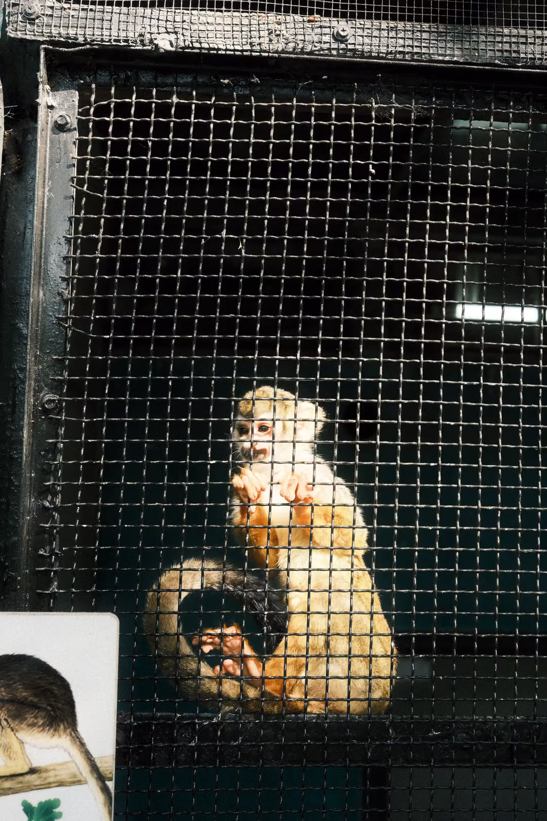 Same golden monkey behind the mesh, looking out with hands near its face, tail curled below