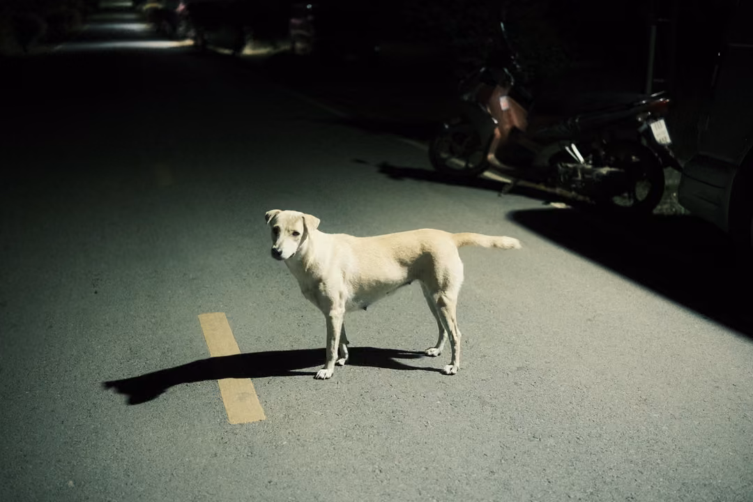 Pale dog on a dark road turning to look toward the light, motorcycle parked in shadow behind