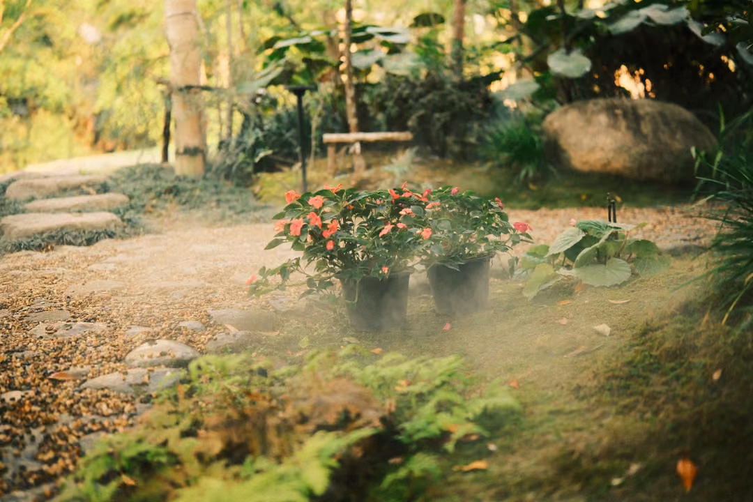 Garden with mist drifting low over potted pink flowers, stepping stones, a boulder and ferns