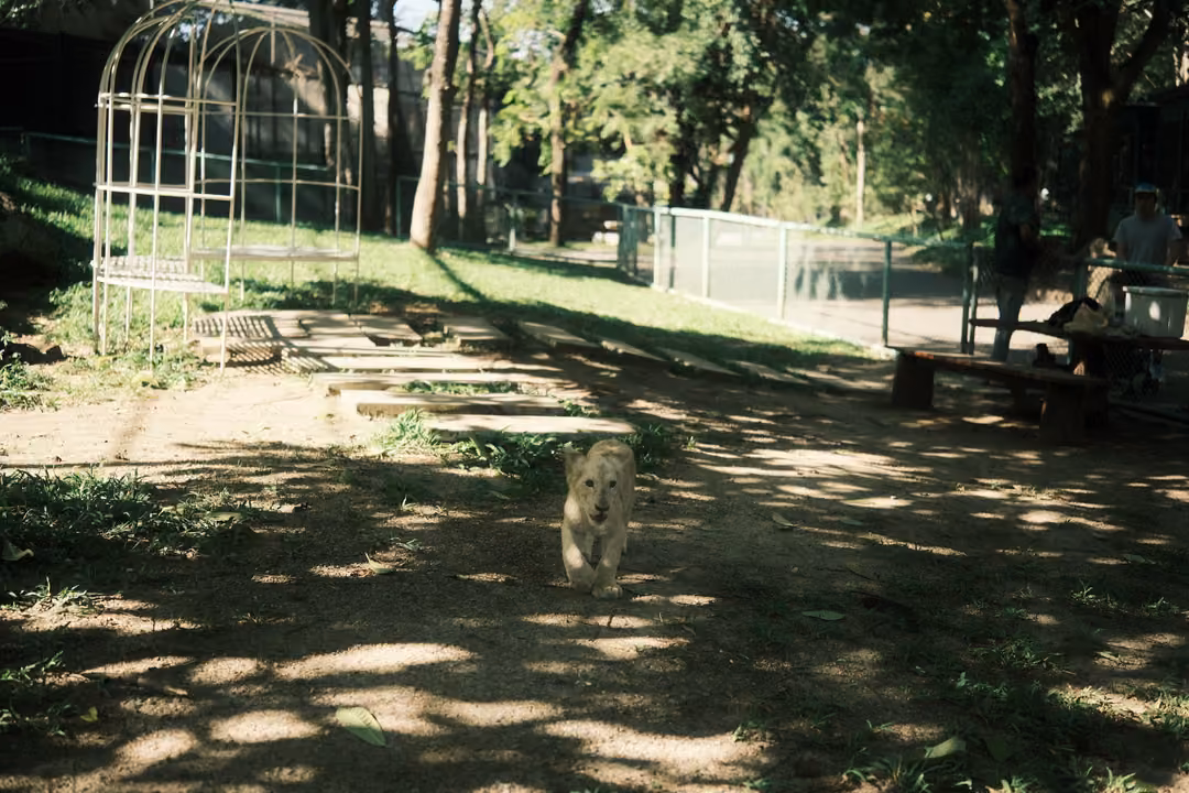 Wide shaded enclosure with a pale lion cub walking across dirt, a dome-shaped cage and benches behind