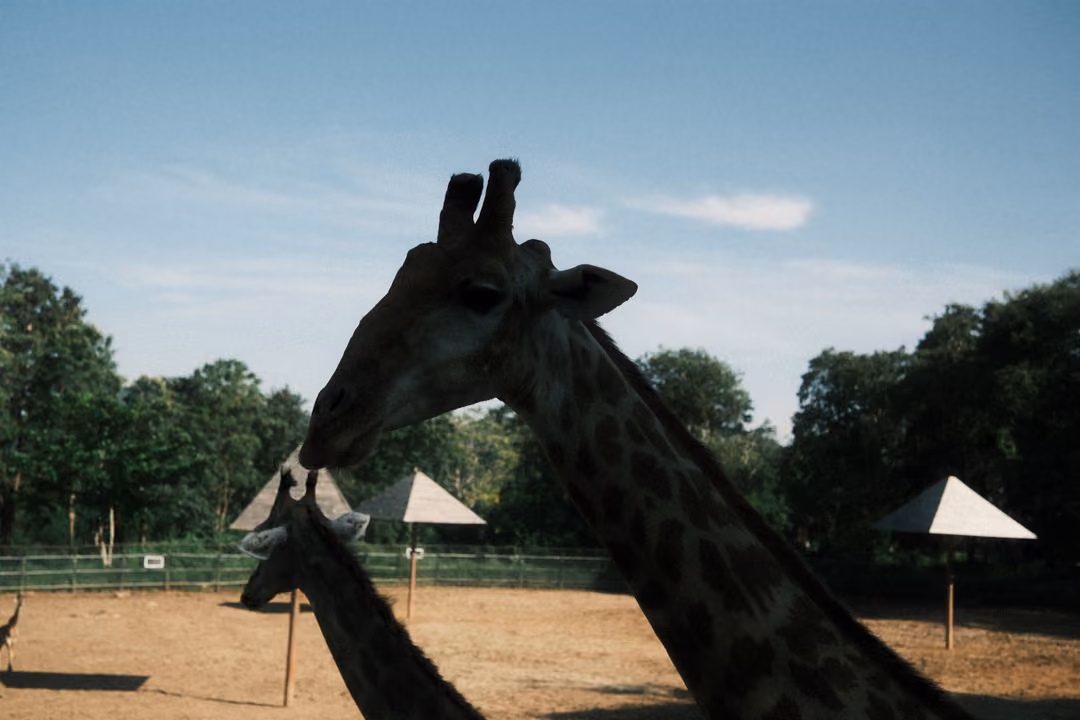 Giraffe head in silhouette against blue sky, another giraffe and thatched umbrellas behind