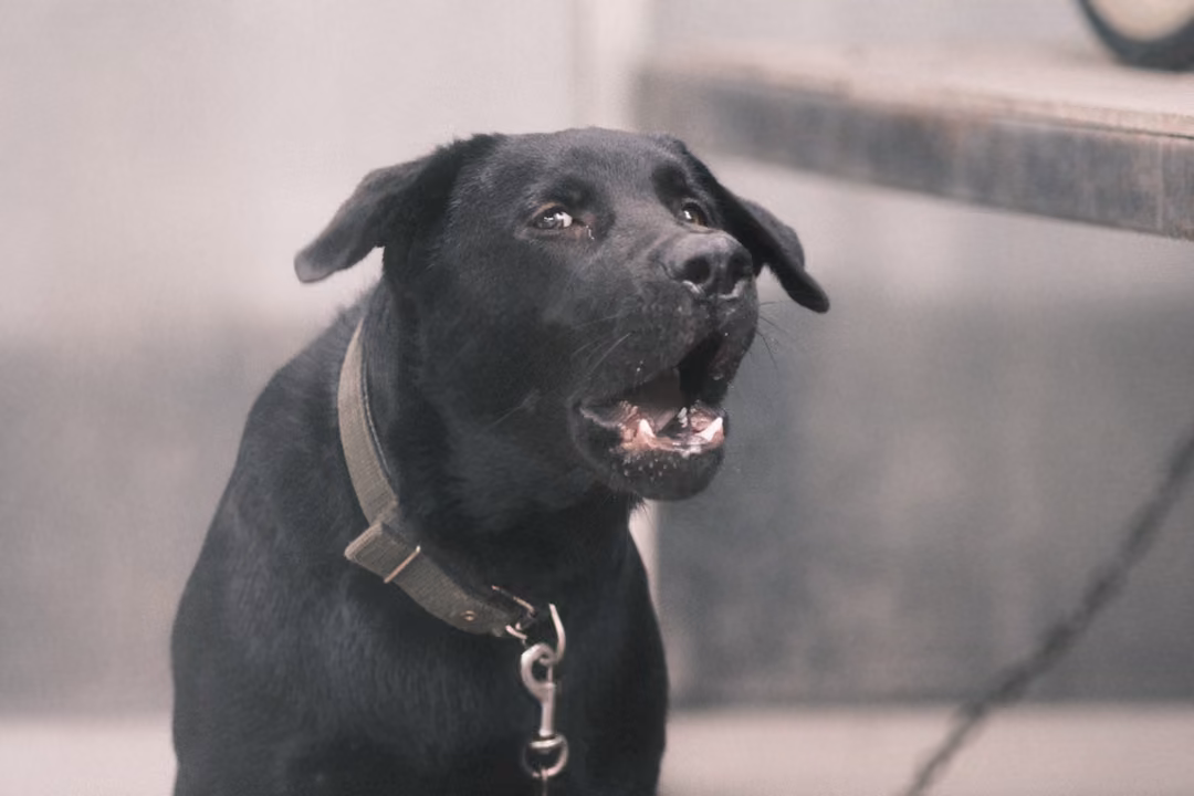 A black dog in a collar seen from the side, mouth open mid-bark, against a pale blurred background.