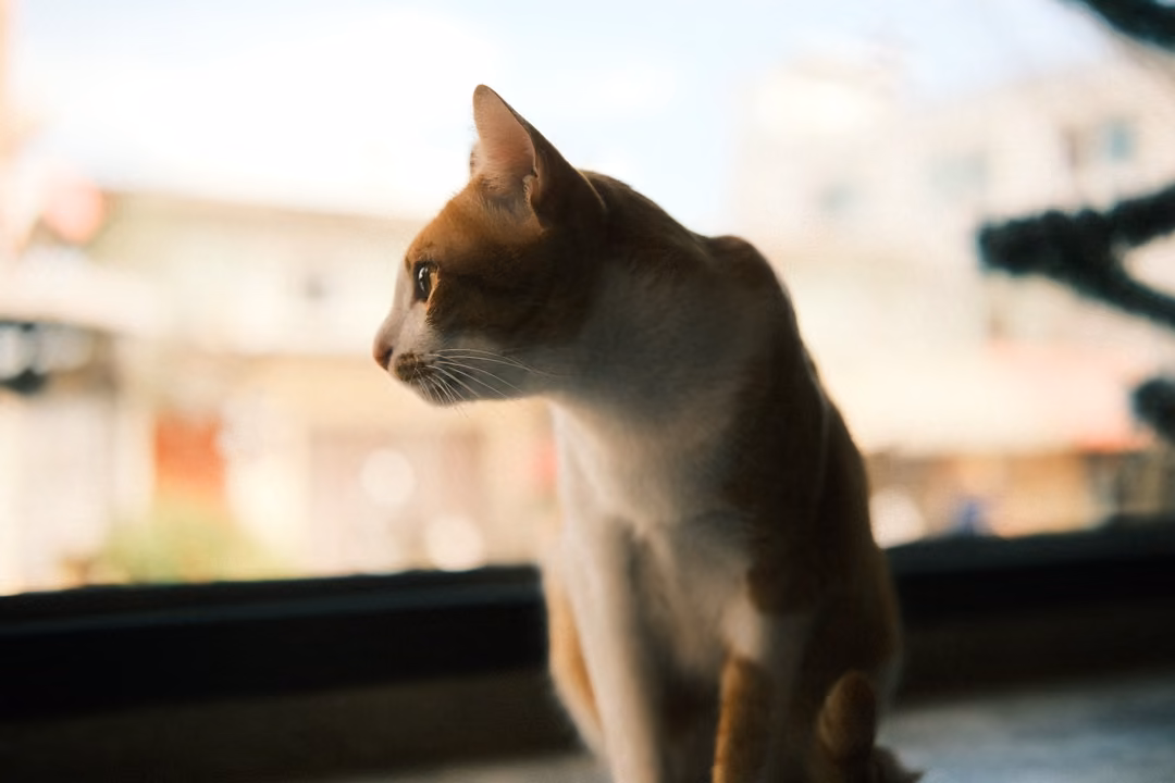 Ginger and white cat sitting upright on a window sill, gazing out at a blurred street