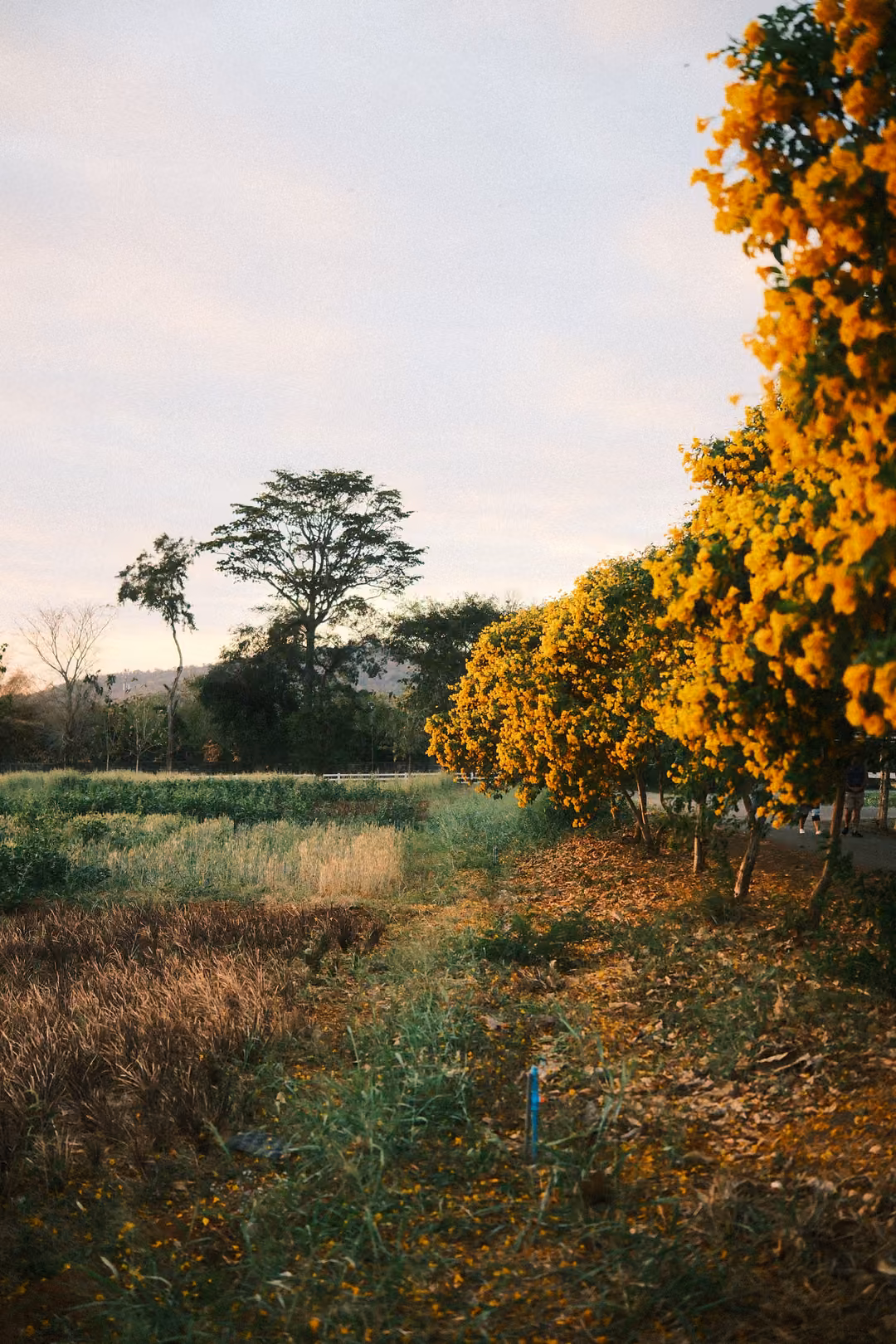 Vertical view of a grassy path beside trees covered in orange-yellow blossoms, dusk sky above