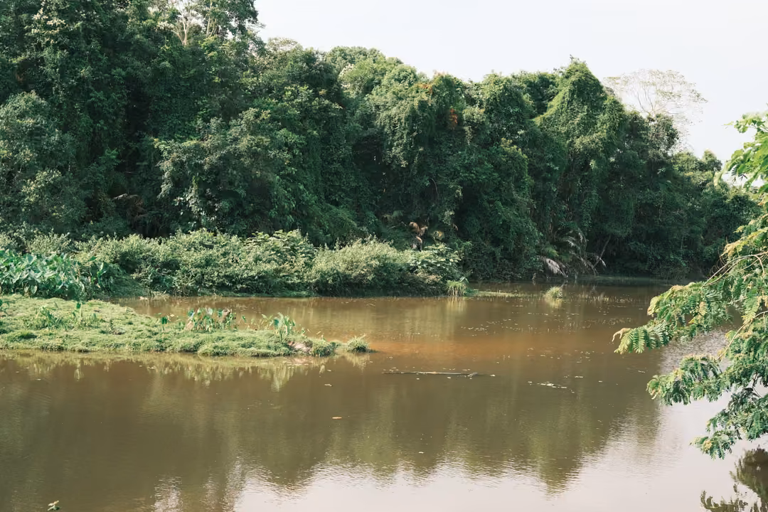 A brown river bends past dense green forest, with a low grassy islet and overhanging leaves on the right.